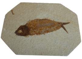Grote Fossiele Vis - Knightia Eocanea verkocht
