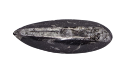 Grote  Orthoceras - Fossiele pijlstaartinktvis