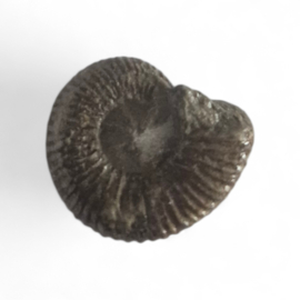 Ammoniet ( Pherisphinctes )