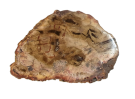 Schijf Versteend hout Madagaskar 159 gram
