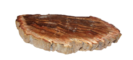 Schijf Versteend hout Madagaskar 171 gram