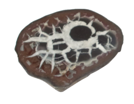 Septarie Marokko