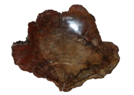Schijf Versteend hout Madagaskar 1,6 kilo