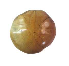 Fossiele zee-egel Madagaskar