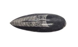 Grote  Orthoceras - Fossiele pijlstaartinktvis