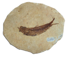 Fossiele Vis - Knightia Eocanea