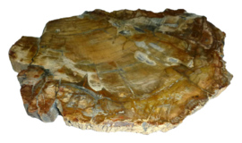 Schijf Versteend hout Madagaskar 1.30 kilo