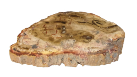 Schijf Versteend hout Madagaskar 159 gram