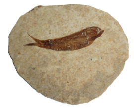 Fossiele Vis - Knightia Eocanea