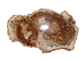 Schijf Versteend hout Madagaskar 370 gram