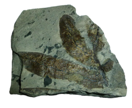Fossiele Varen
