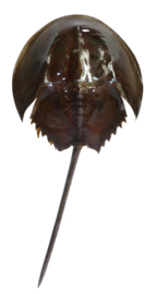 Degenkrab Vietnam 26 x 14 cm