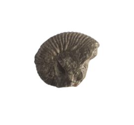 Ammoniet ( Pherisphinctes )