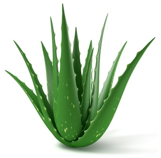 Instrueren markering Lijm Literatuur - Aloe vera | Aloe vera | Born to Succeed