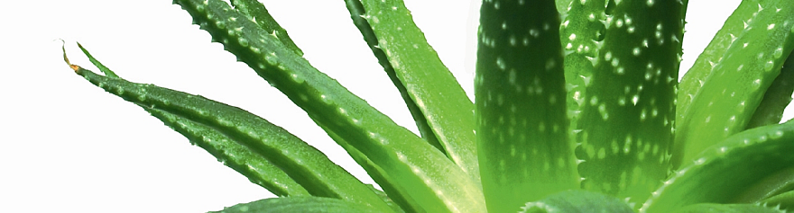 kunstmest Voorwaarde Gehoorzaamheid Aloe vera