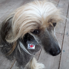 Mini Halsbandje Jeans effen (voor puppies en hele kleine vriendjes)