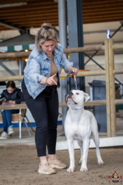 Leren showlijnen voor grote honden