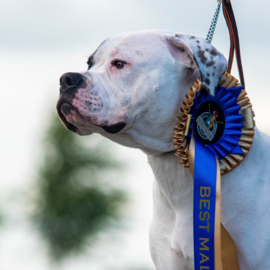 Leren showlijnen voor grote honden