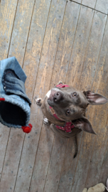 Puppy pakket