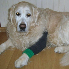 Poot gewond en kap een drama? Mitella voor de hond! (Recovery Sleeve)