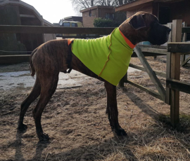 Hondensjaals van dubbelzijdig fleece