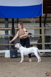 Leren showlijnen voor grote honden