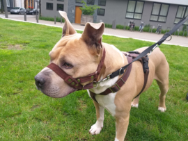 Gentle leader van leer en suede op maat in de kleur van je hond