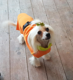 Fleecejasjes voor je hond (reversible!) uni