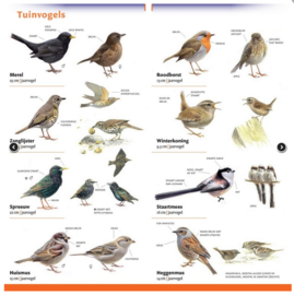 Minigids Tuinvogels in Nederland en België