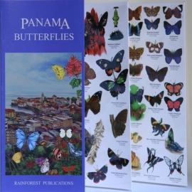 Panamá - Mariposas