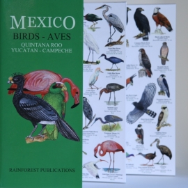 Mexiko - Vögel