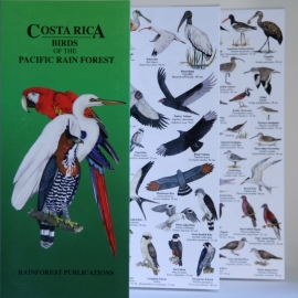 Oiseaux de la forêt tropicale du Costa Rica