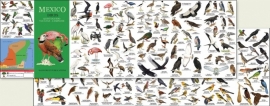 Guide des oiseaux du Mexique