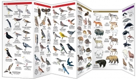 Alaska Wildlife Guide