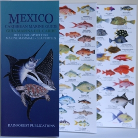 Guide des animaux marins du Mexique
