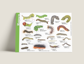 Herkenningskaart rupsen