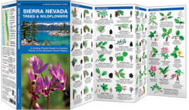 Sierra Nevada - Trees and Wildflowers
