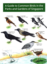 Singapur - Vögel
