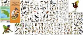 Costa Rica - Birds of the Nicoya Peninsula