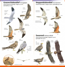 Minigids Roofvogels van Nederland en België