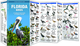 Florida - Birds
