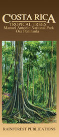Costa Rica - Tropische Bomen Manuel Antonio