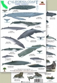 California - Marine mammals