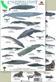Baleines de la Californie