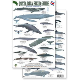 Costa Rica - Zeezoogdieren
