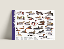 Herkenningskaart eenden, futen en zaagbekken