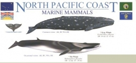 North Pacific Coast - Walvissen en dolfijnen