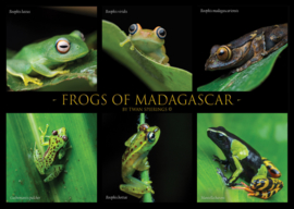 Grenouilles de Madagascar