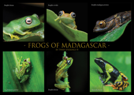 Frogs of Madagascar