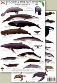 Florida - Zeezoogdieren